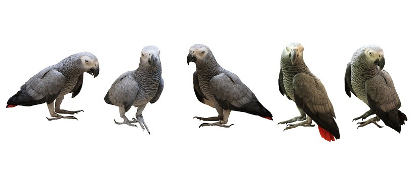 Timneh Congo African Grey Parrot Breeders, lifespan, Diet and All information