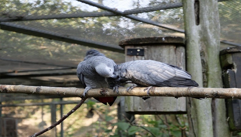 African Grey parrot care