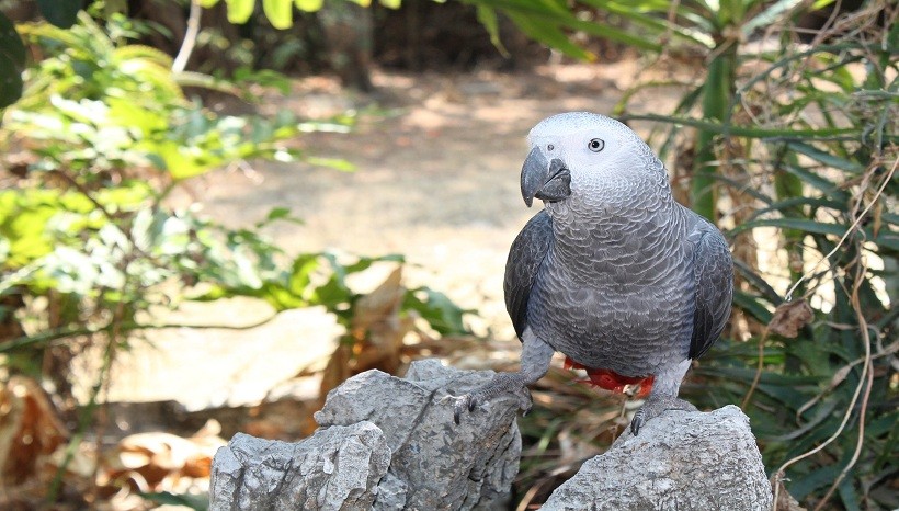 African Grey parrot cost