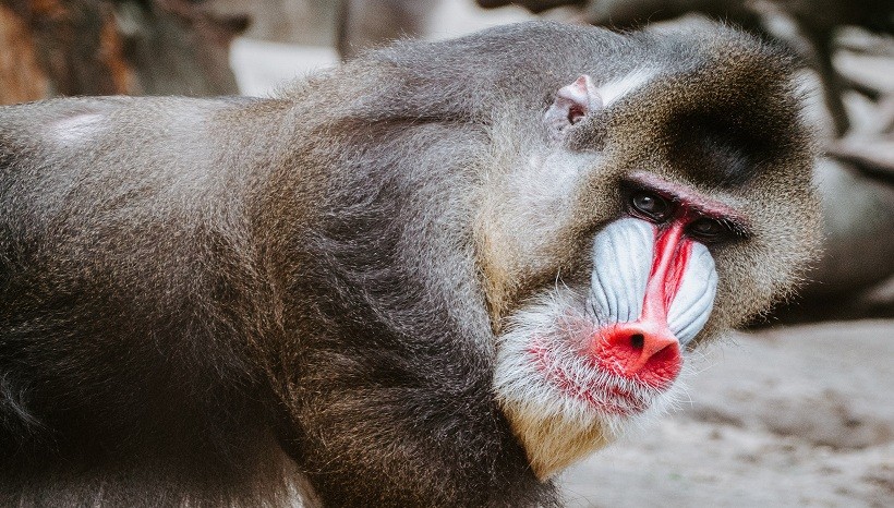 Baboon vs mandrill 