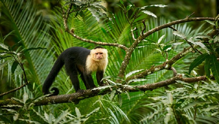 Capuchin Monkey Breeds, Facts, Weight, Size, Diet and All Information A-Z
