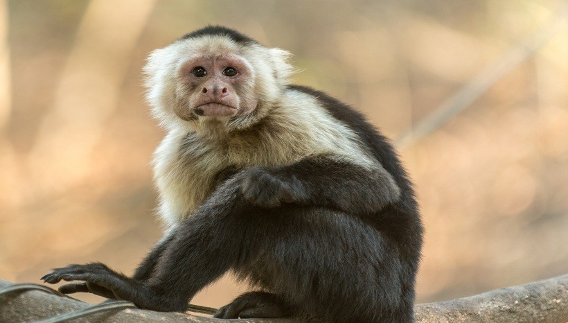 Colombian White-Faced Capuchin
