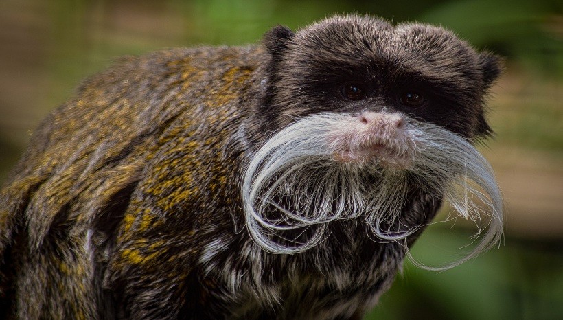 Emperor tamarin monkey