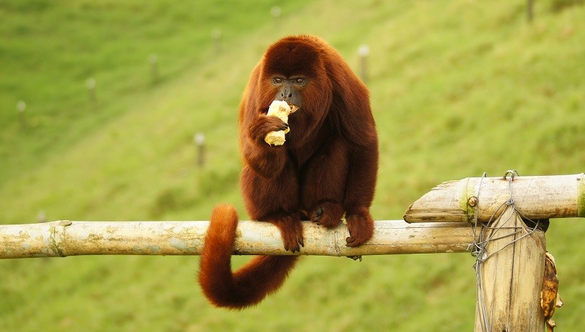 Howler Monkey Diet