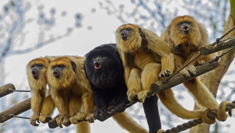 Howler Monkey Wildlife Info, Species, Habitat, Facts and All Information