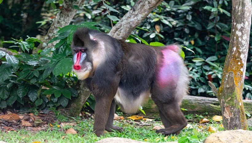 Mandrill Baby, Facts, Attack, Diet, Skull, Teeth, Sale and All Information A-Z