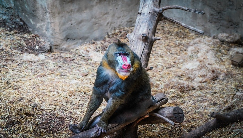 Mandrill baboon