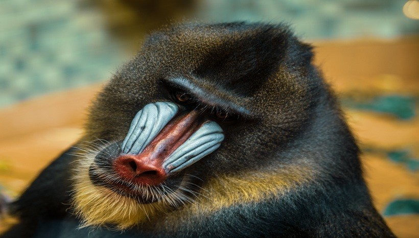 Mandrill facts