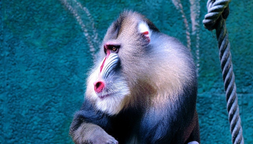 Mandrill monkey attack