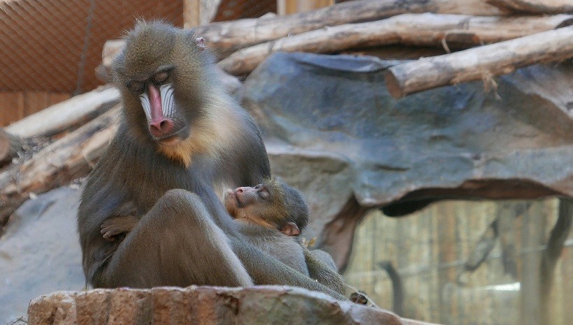 Mandrill monkey baby