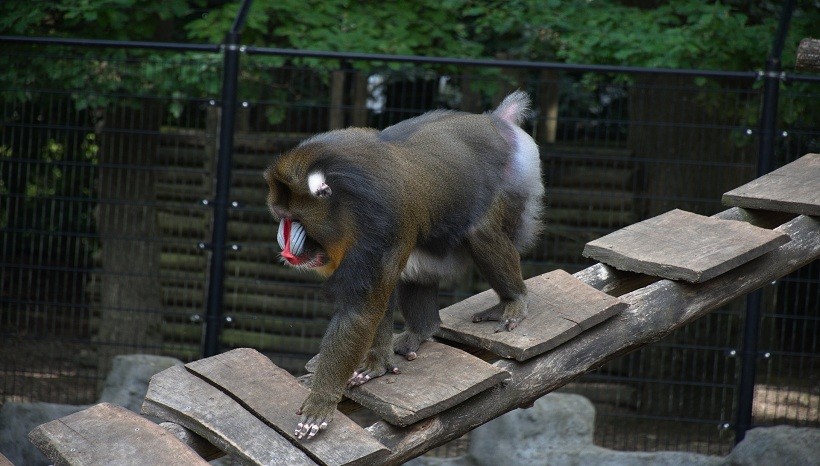 mandrill attack human