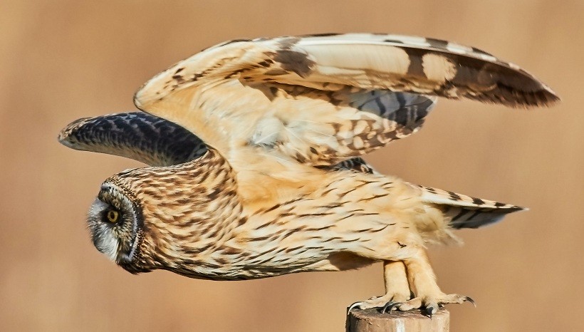 Rare Owl