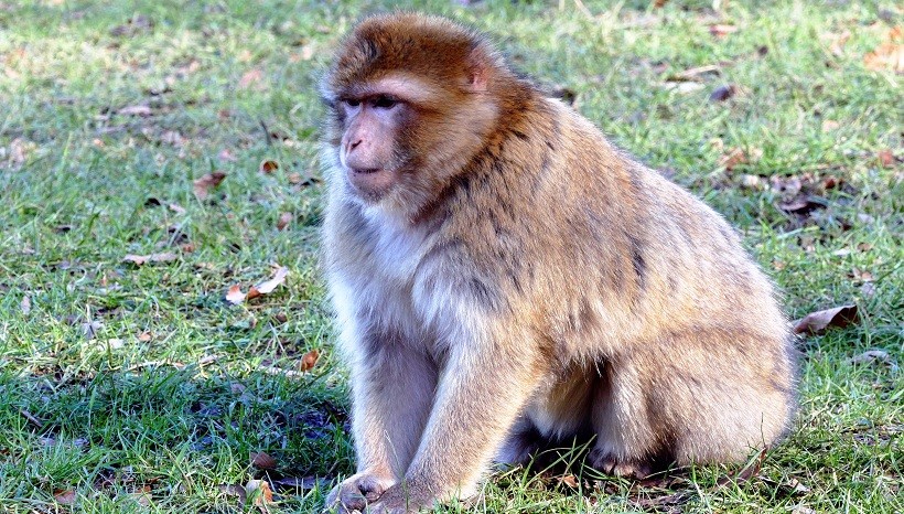 Rhesus Macaque Behavior