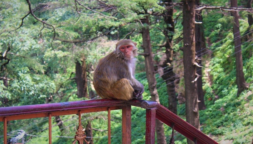 Rhesus Macaque Habitat