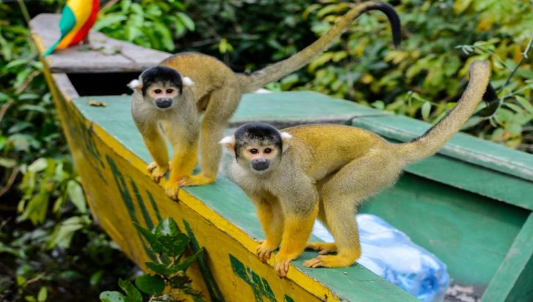Squirrel Monkey Weight, Diet, Fact, Baby, Lifespan and All Information A-Z
