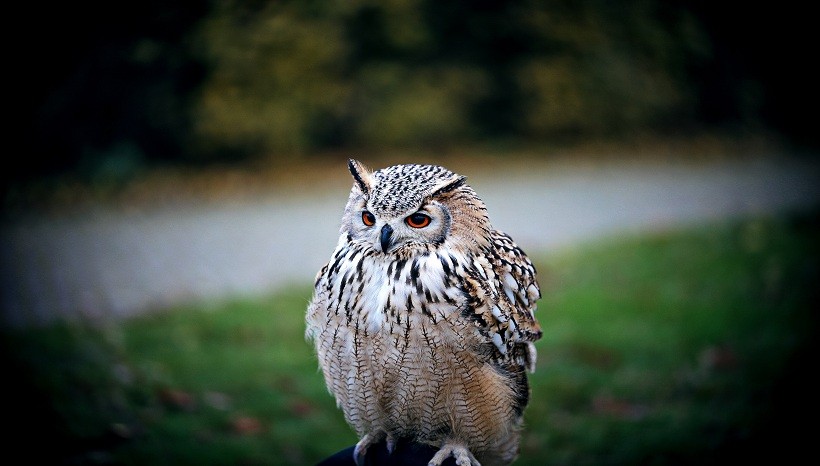  Striped Owl