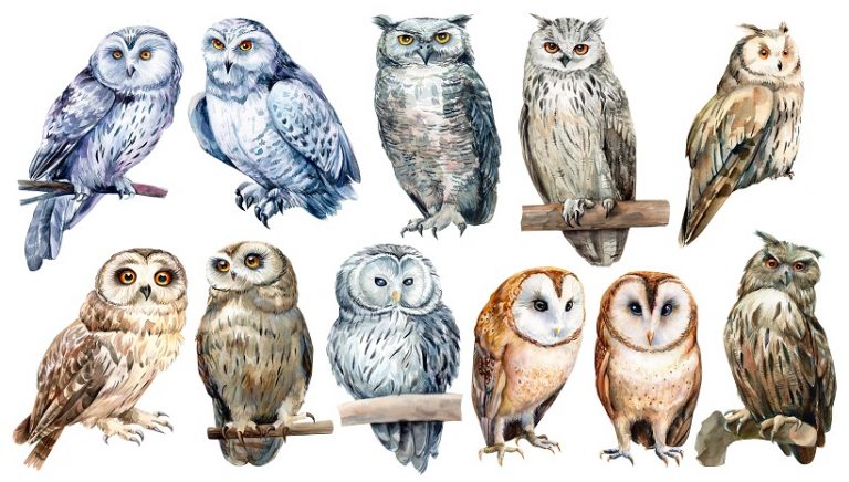Types Of Owls Age, Breeds, Diet, Habitat, Behavior All Information A to Z