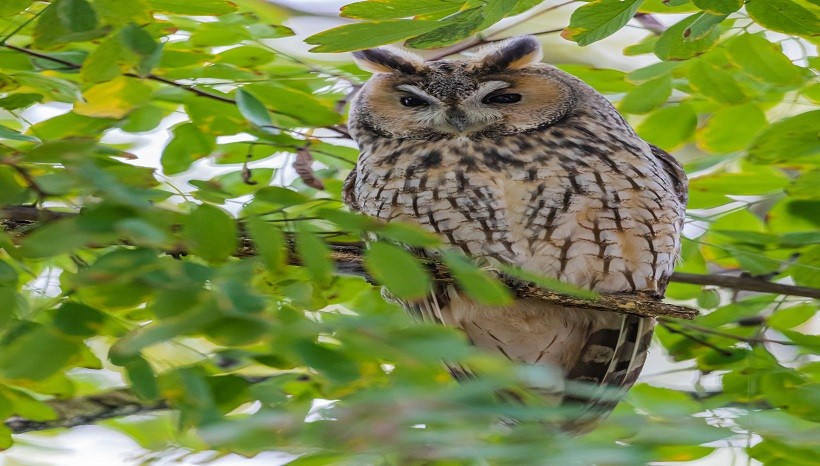  Verreaux's Eagle-Owl