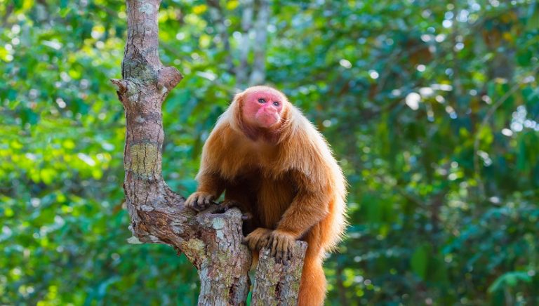 Bald Uakari Behavior, Diet, Facts and All Information