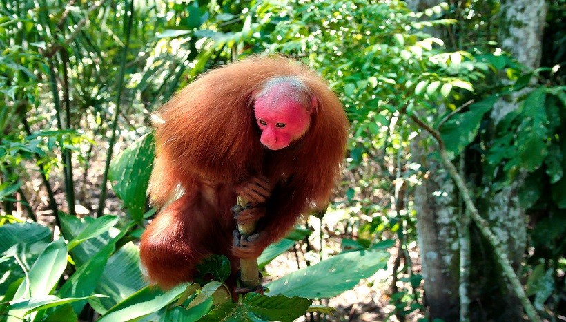 Bald Uakari Diet