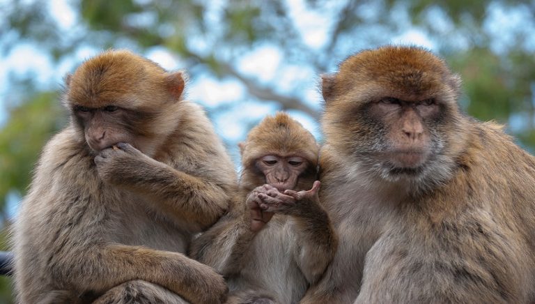 Barbary Macaque Diet, Facts, Lifespan and All Information