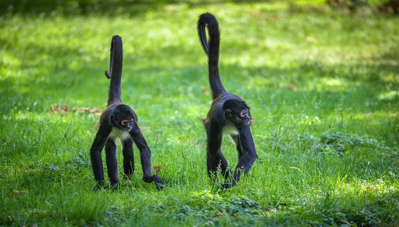 Geoffroy's Spider Monkey Facts, Diet and Pictures