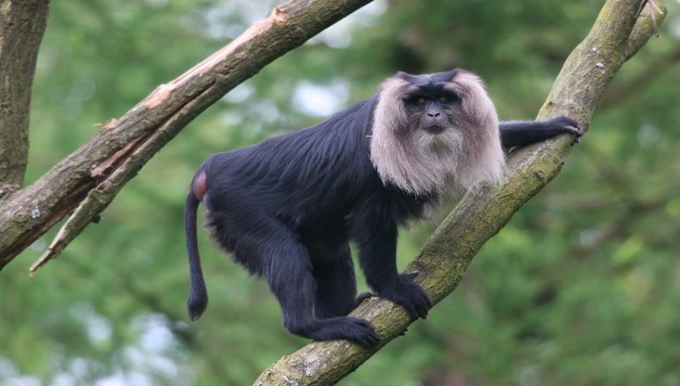 Lion-tailed Macaque Facts, Habitat, Diet and All Information