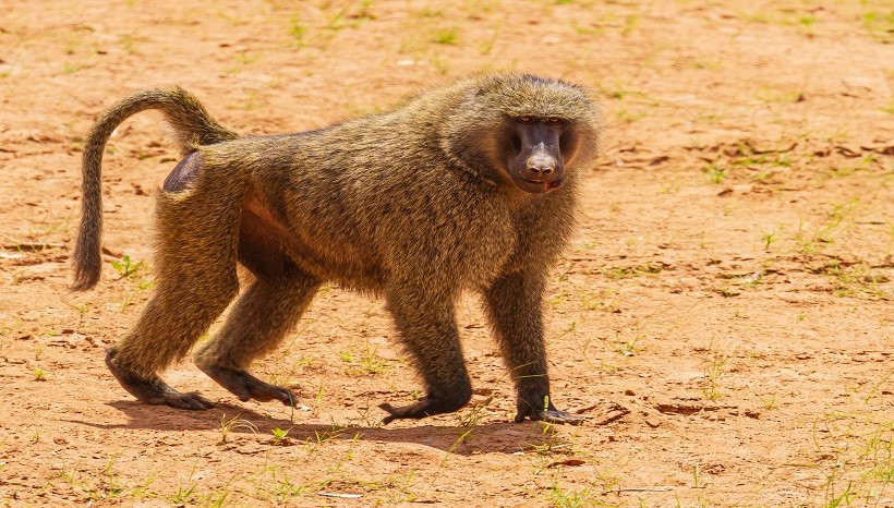 Olive Baboon Appearance