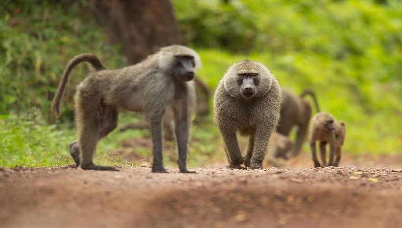 Olive Baboon Facts, Behavior, Diet and All Information