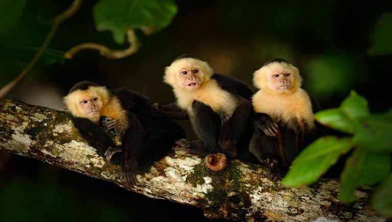 Panamanian White-Faced Capuchin Facts, Habitat and Information