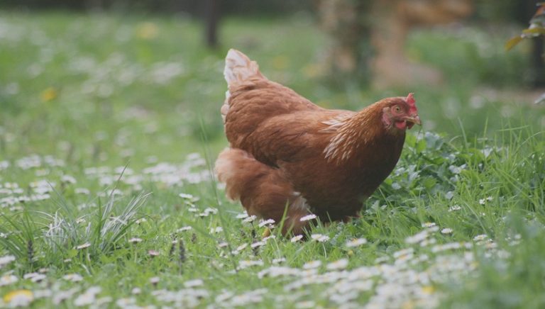Rhode Island Red Hen Rooster Facts, Breeds and Complete Guide