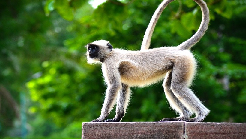 Spider Monkey pet