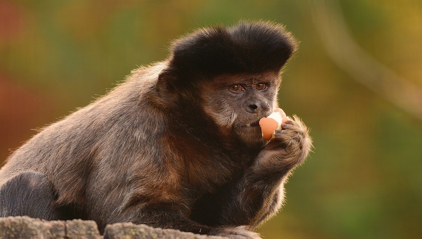 Tufted Capuchin Breeds