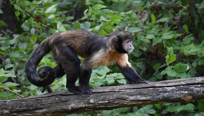 Tufted Capuchin Facts, Behavior and All Information
