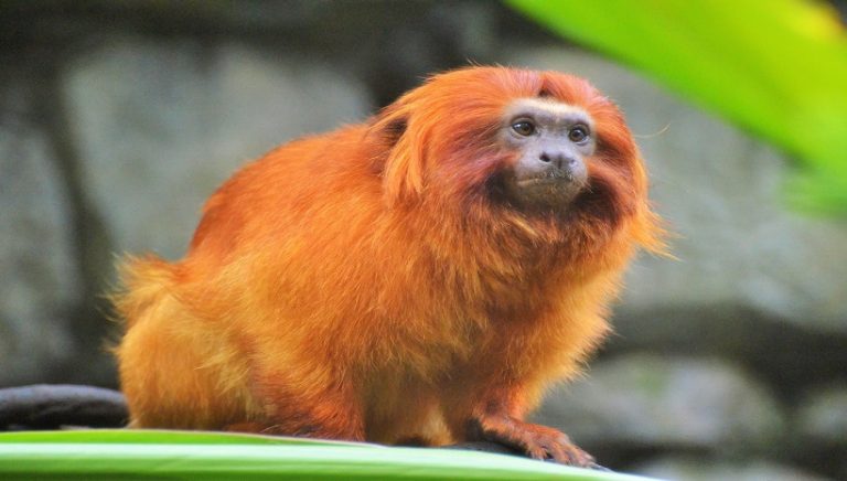 Golden Lion Tamarin Facts, Diet, Habitat, Pictures and All Information