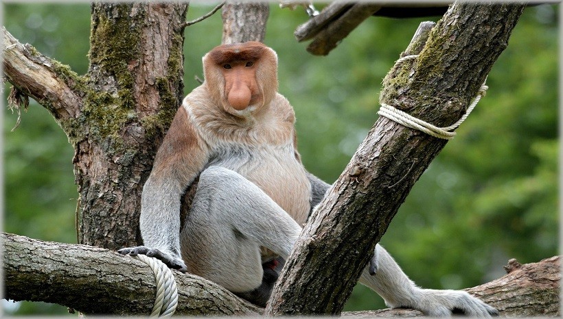 Proboscis Monkey Female