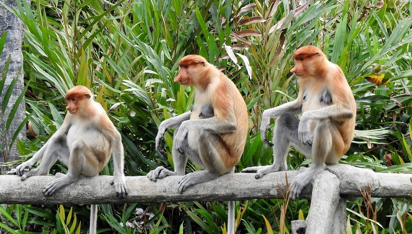 Proboscis monkey Facts, Habitat, pics and All Information
