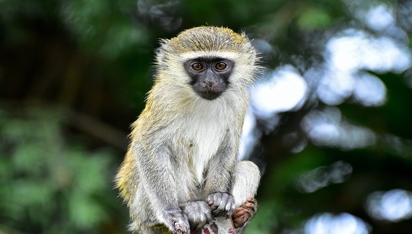 Vervet Monkey Pet