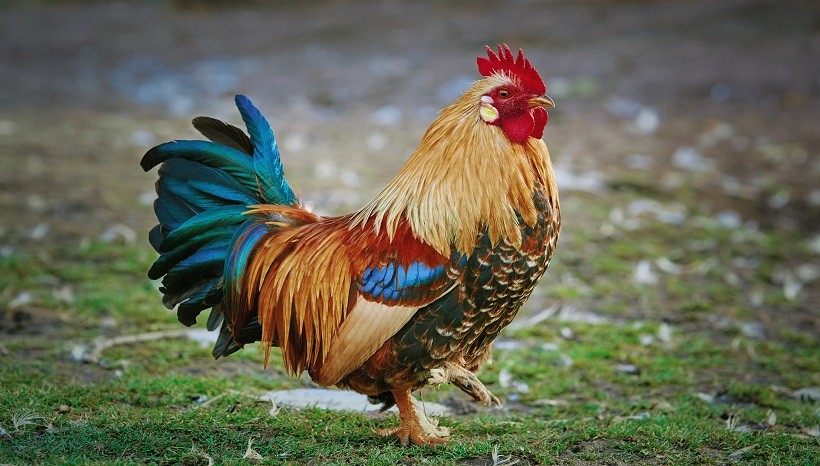 Braunes Leghorn