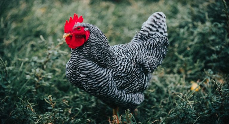 Dominique Chicken Breed, Facts, Sale, Rooster Vs. Hen and All Info