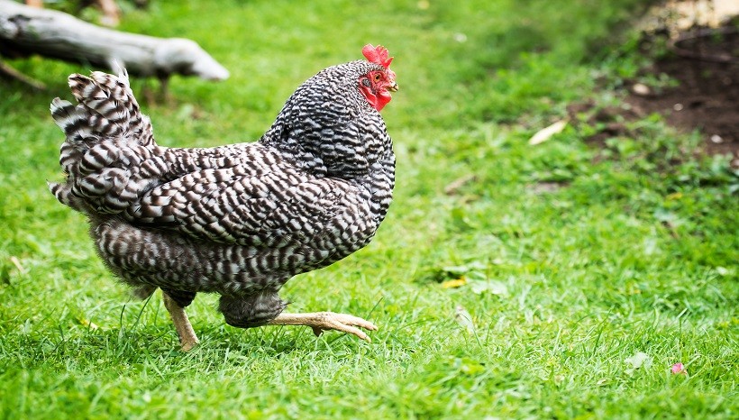 Dominique Vs. Barred Rock