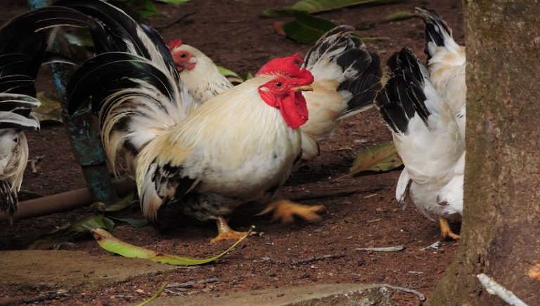 Dorking Chicken Breeds, Care, Eggs, Facts and All Information