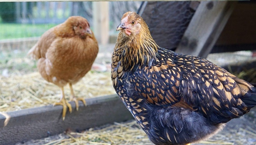 Golden Laced Wyandotte Chicken