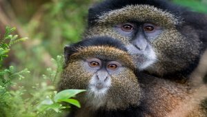 Golden Monkey Facts, Diet, Habitat and All Information