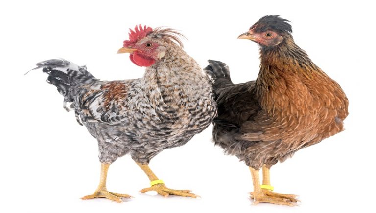 Legbar Chicken Breed, Eggs, Sale and All Information