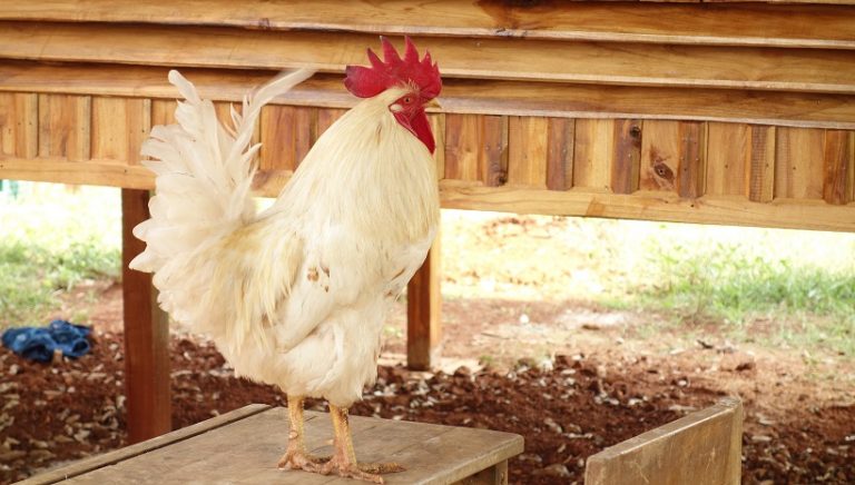 Leghorn Chicken Breed, Facts, Care, Eggs and All Information