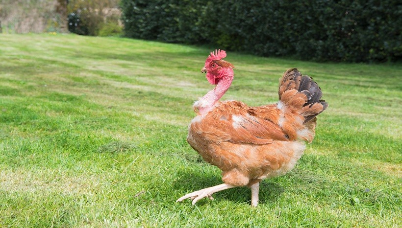 Naked Neck Chicken Facts, Breeds and All Information
