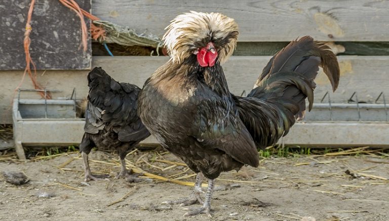 Polish Chicken Breeds, Facts, Color, Eggs, Sale and All Information