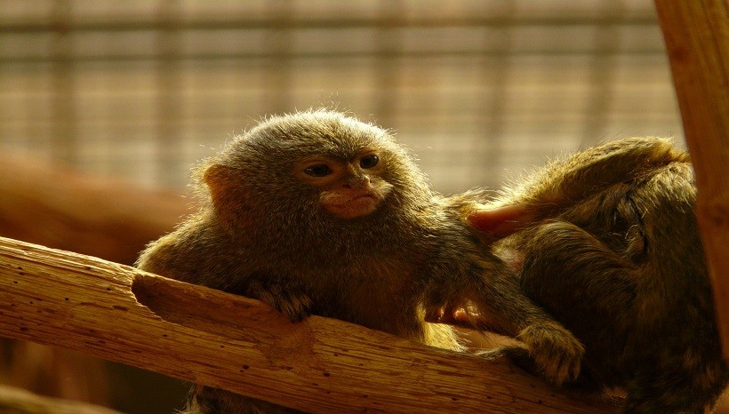 Pygmy Marmoset Baby