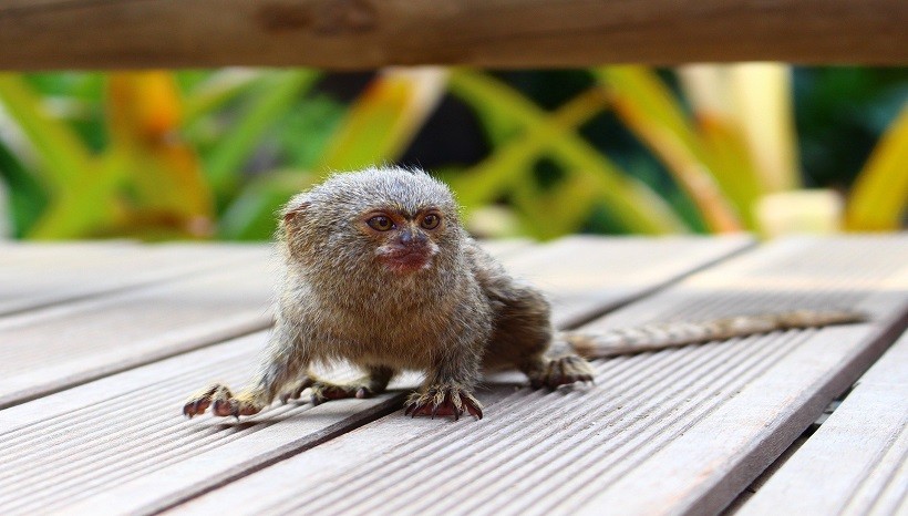 Pygmy Marmoset Facts, Pet, Lifespan, Pictures and All Information